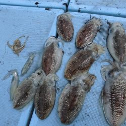 十八宝洋丸 釣果