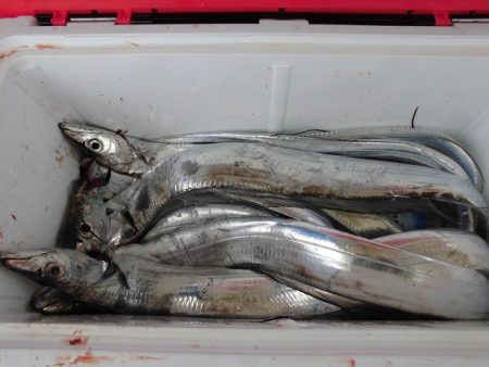 十八宝洋丸 釣果