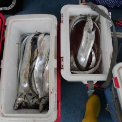 十八宝洋丸 釣果