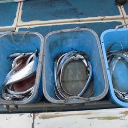 十八宝洋丸 釣果