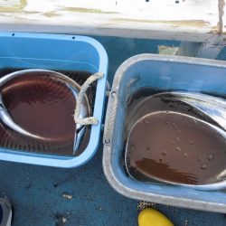 十八宝洋丸 釣果