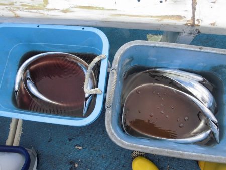 十八宝洋丸 釣果