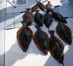 遊漁船 幸友丸 釣果