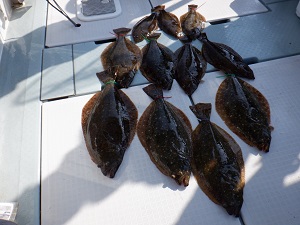 遊漁船 幸友丸 釣果