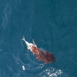 フィッシングボートACE(エース) 釣果