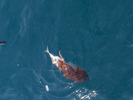 フィッシングボートACE(エース) 釣果