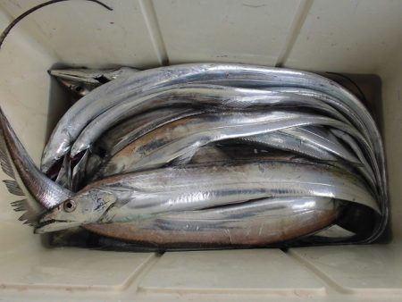 十八宝洋丸 釣果