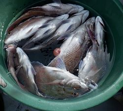 遊漁船 幸友丸 釣果