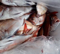 遊漁船 幸友丸 釣果