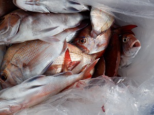 遊漁船 幸友丸 釣果