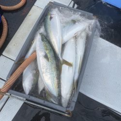 海龍丸(福岡) 釣果