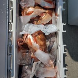 モンロー号 釣果