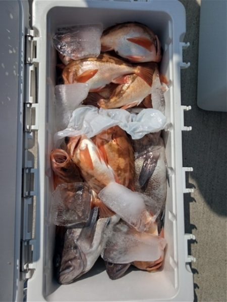 モンロー号 釣果