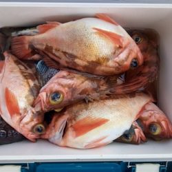 モンロー号 釣果