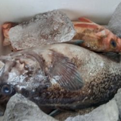 モンロー号 釣果