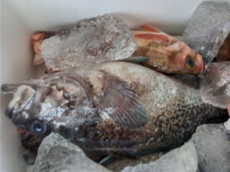 モンロー号 釣果