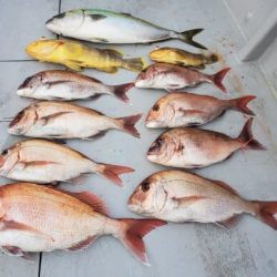 ブルーピア 釣果