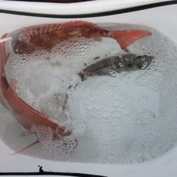 ブルーピア 釣果