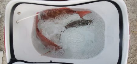 ブルーピア 釣果