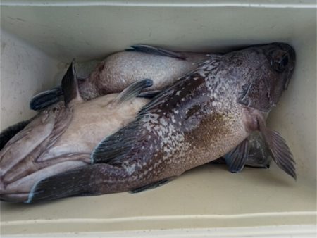 モンロー号 釣果