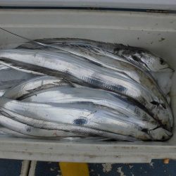 十八宝洋丸 釣果