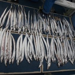 十八宝洋丸 釣果