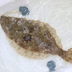 松本釣船２ 釣果