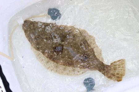 松本釣船２ 釣果