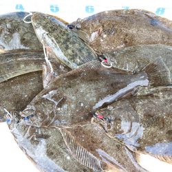 松本釣船２ 釣果