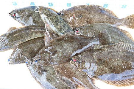 松本釣船２ 釣果