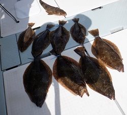 遊漁船 幸友丸 釣果