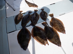 遊漁船 幸友丸 釣果