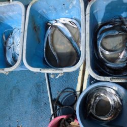 十八宝洋丸 釣果