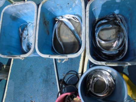 十八宝洋丸 釣果