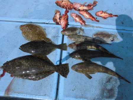 十八宝洋丸 釣果