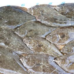 松本釣船２ 釣果