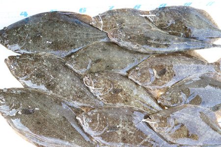 松本釣船２ 釣果