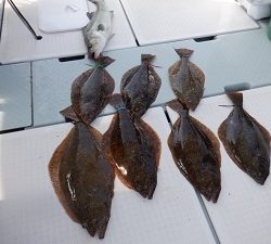 遊漁船 幸友丸 釣果