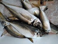 おおせき丸 釣果