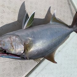 マタウマリンサービス 釣果