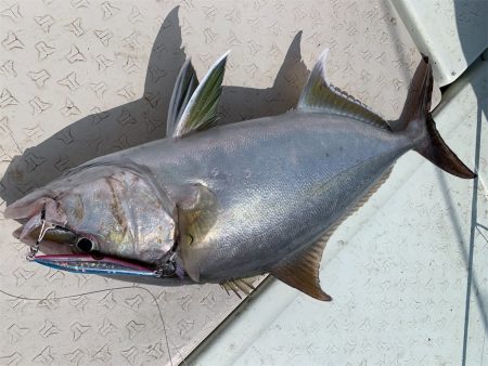 マタウマリンサービス 釣果