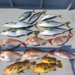 ブルーピア 釣果