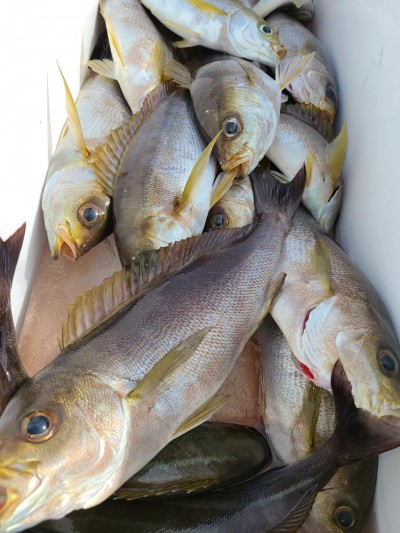 天童丸 釣果