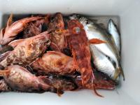 おおせき丸 釣果