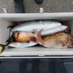 ブルーピア 釣果