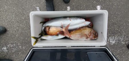 ブルーピア 釣果