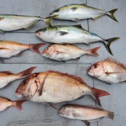 ブルーピア 釣果