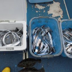 十八宝洋丸 釣果