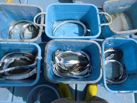 十八宝洋丸 釣果