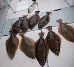 遊漁船 幸友丸 釣果